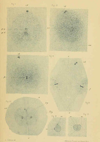 Reproducción/Reproduction 6004647029: Recherches sur les premières phases du développement de la seiche Paris,G. Masson,1888