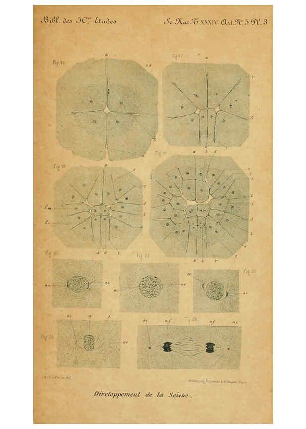 Reproducción/Reproduction 6004647175: Recherches sur les premières phases du développement de la seiche Paris,G. Masson,1888