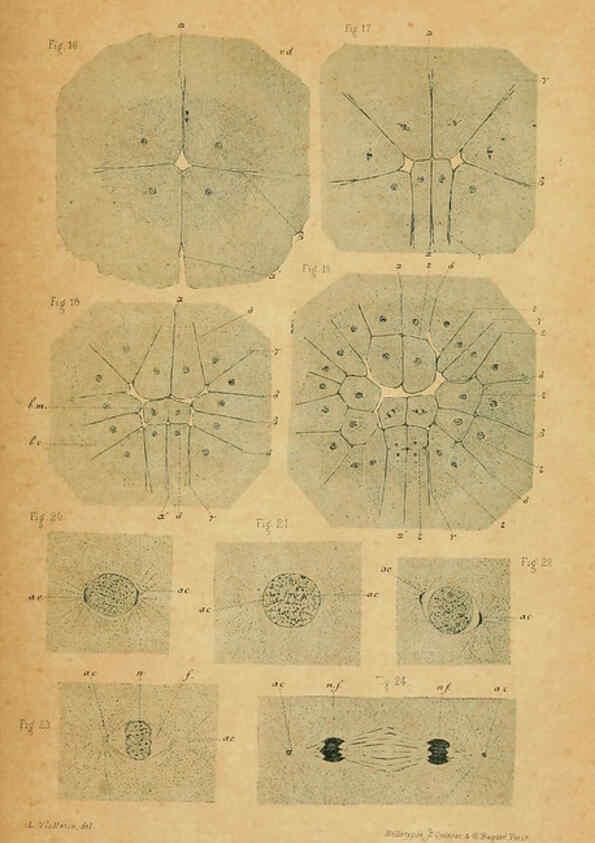 Reproducción/Reproduction 6004647175: Recherches sur les premières phases du développement de la seiche Paris,G. Masson,1888