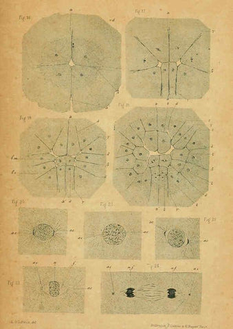 Reproducción/Reproduction 6004647175: Recherches sur les premières phases du développement de la seiche Paris,G. Masson,1888
