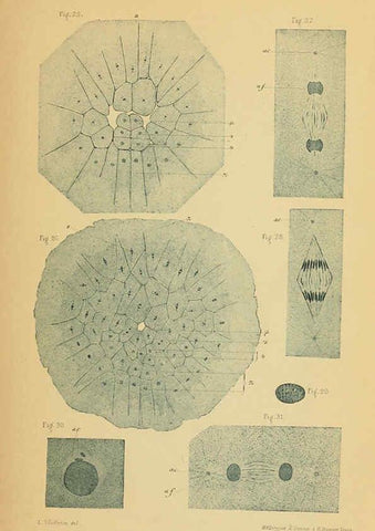 Reproducción/Reproduction 6005193316: Recherches sur les premières phases du développement de la seiche Paris,G. Masson,1888