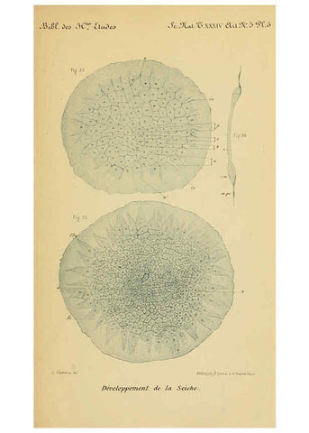 Reproducción/Reproduction 6004647453: Recherches sur les premières phases du développement de la seiche Paris,G. Masson,1888