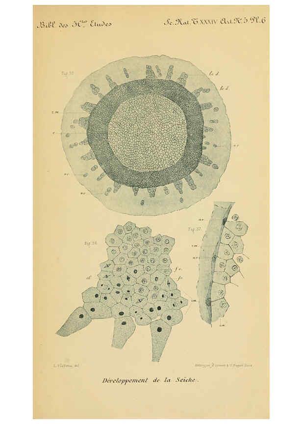 Reproducción/Reproduction 6005193558: Recherches sur les premières phases du développement de la seiche Paris,G. Masson,1888