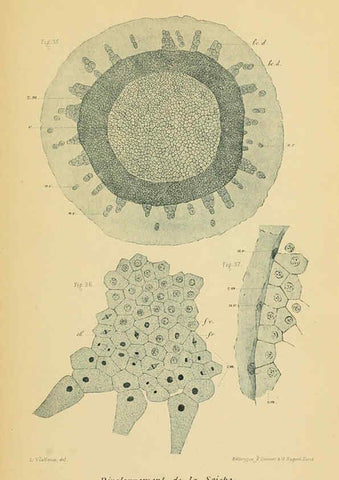 Reproducción/Reproduction 6005193558: Recherches sur les premières phases du développement de la seiche Paris,G. Masson,1888