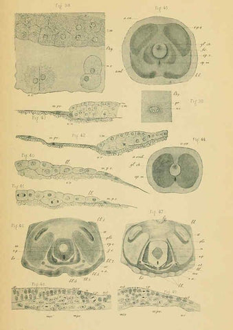 Reproducción/Reproduction 6004647723: Recherches sur les premières phases du développement de la seiche Paris,G. Masson,1888