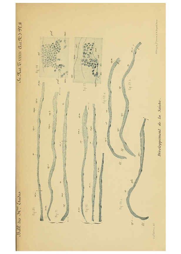 Reproducción/Reproduction 6005193904: Recherches sur les premières phases du développement de la seiche Paris,G. Masson,1888