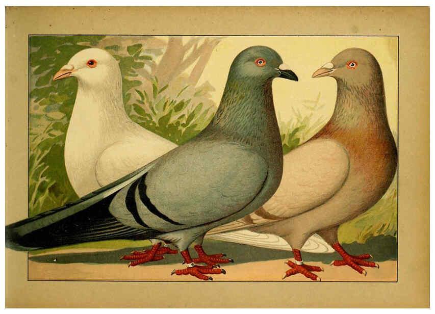Reproducción/Reproduction 6005215436: Illustriertes Prachtwerk sämtlicher Taubenrassen Würzburg,Königl. Universitätsdruckerei H. Stürtz a.g.[1906?] 