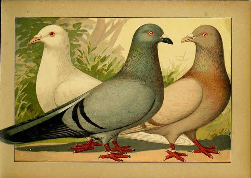 Reproducción/Reproduction 6005215436: Illustriertes Prachtwerk sämtlicher Taubenrassen Würzburg,Königl. Universitätsdruckerei H. Stürtz a.g.[1906?] 