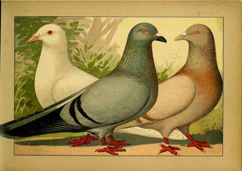 Reproducción/Reproduction 6005215436: Illustriertes Prachtwerk sämtlicher Taubenrassen Würzburg,Königl. Universitätsdruckerei H. Stürtz a.g.[1906?] 