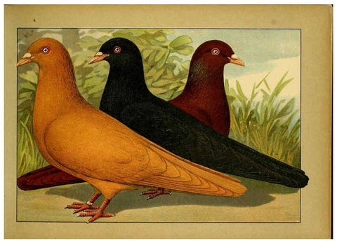 Reproducción/Reproduction 6005215634: Illustriertes Prachtwerk sämtlicher Taubenrassen Würzburg,Königl. Universitätsdruckerei H. Stürtz a.g.[1906?] 