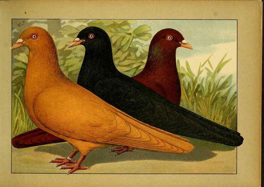 Reproducción/Reproduction 6005215634: Illustriertes Prachtwerk sämtlicher Taubenrassen Würzburg,Königl. Universitätsdruckerei H. Stürtz a.g.[1906?] 