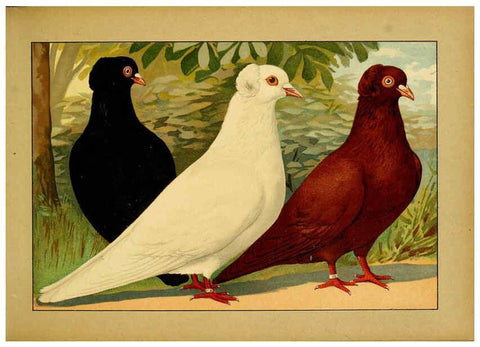 Reproducción/Reproduction 6004669825: Illustriertes Prachtwerk sämtlicher Taubenrassen Würzburg,Königl. Universitätsdruckerei H. Stürtz a.g.[1906?] 