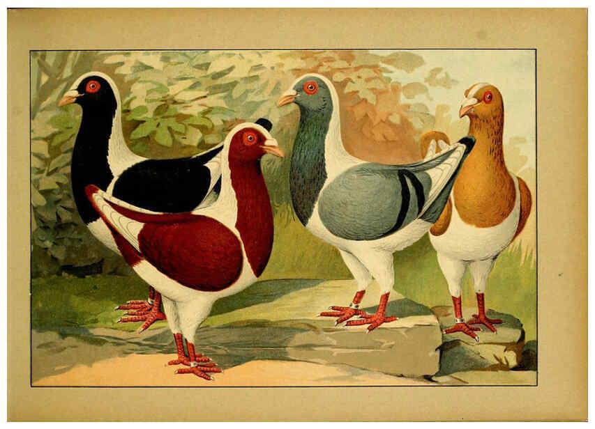 Reproducción/Reproduction 6005216034: Illustriertes Prachtwerk sämtlicher Taubenrassen Würzburg,Königl. Universitätsdruckerei H. Stürtz a.g.[1906?] 