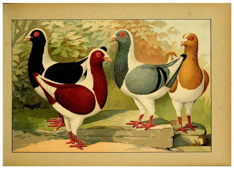 Reproducción/Reproduction 6005216034: Illustriertes Prachtwerk sämtlicher Taubenrassen Würzburg,Königl. Universitätsdruckerei H. Stürtz a.g.[1906?] 