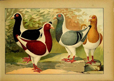 Reproducción/Reproduction 6005216034: Illustriertes Prachtwerk sämtlicher Taubenrassen Würzburg,Königl. Universitätsdruckerei H. Stürtz a.g.[1906?] 