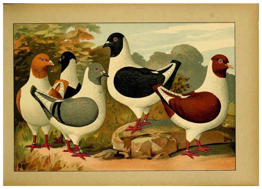 Reproducción/Reproduction 6004670353: Illustriertes Prachtwerk sämtlicher Taubenrassen Würzburg,Königl. Universitätsdruckerei H. Stürtz a.g.[1906?] 