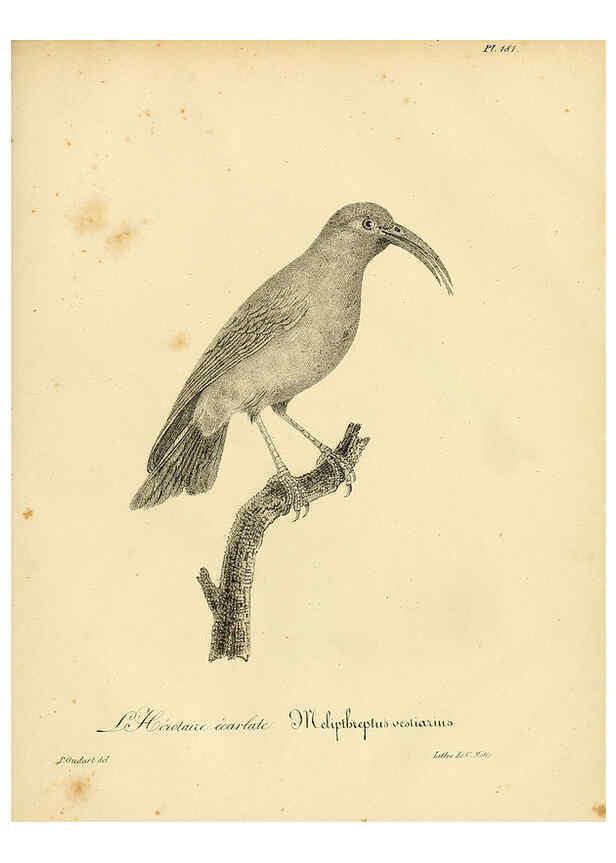 Reproducción/Reproduction 6002510526: La galerie des oiseaux Paris :Carpentier-Méricourt,1834