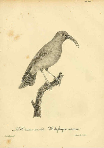Reproducción/Reproduction 6002510526: La galerie des oiseaux Paris :Carpentier-Méricourt,1834