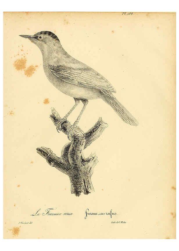 Reproducción/Reproduction 6001963143: La galerie des oiseaux Paris :Carpentier-Méricourt,1834