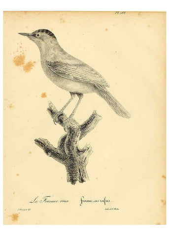 Reproducción/Reproduction 6001963143: La galerie des oiseaux Paris :Carpentier-Méricourt,1834