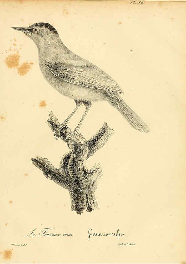 Reproducción/Reproduction 6001963143: La galerie des oiseaux Paris :Carpentier-Méricourt,1834