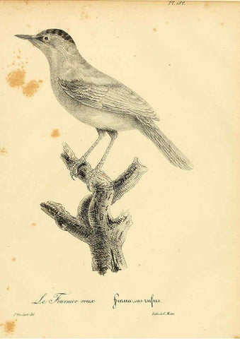 Reproducción/Reproduction 6001963143: La galerie des oiseaux Paris :Carpentier-Méricourt,1834
