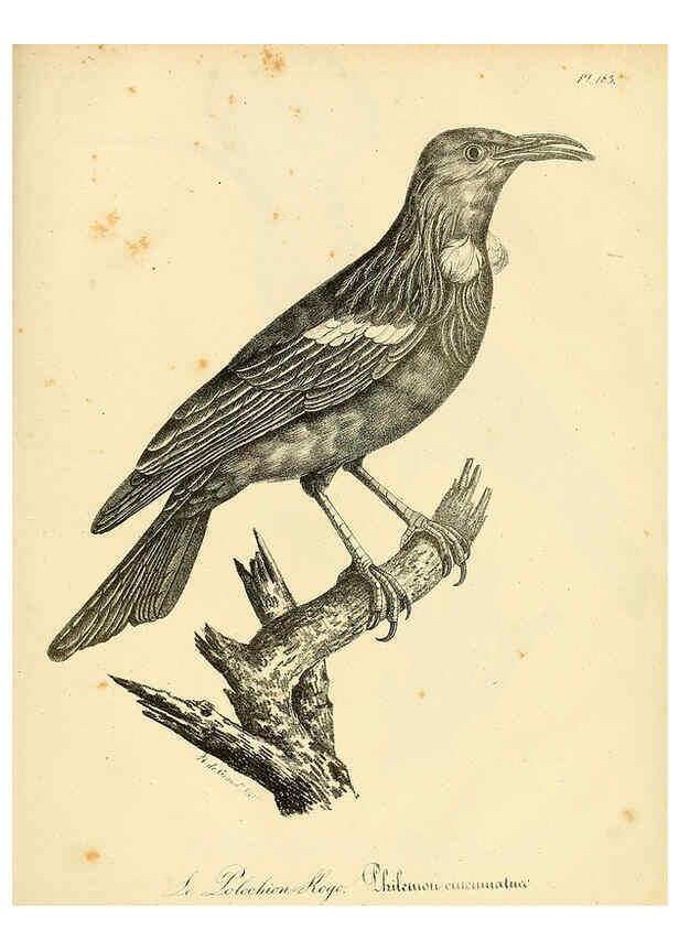 Reproducción/Reproduction 6001963371: La galerie des oiseaux Paris :Carpentier-Méricourt,1834