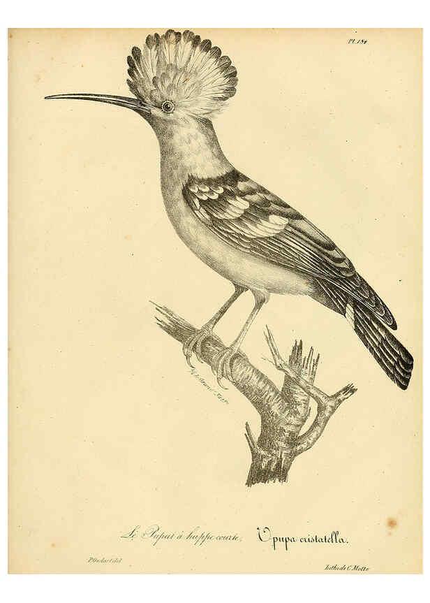 Reproducción/Reproduction 6001963721: La galerie des oiseaux Paris :Carpentier-Méricourt,1834