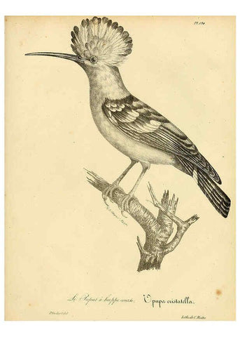Reproducción/Reproduction 6001963721: La galerie des oiseaux Paris :Carpentier-Méricourt,1834