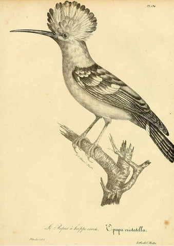 Reproducción/Reproduction 6001963721: La galerie des oiseaux Paris :Carpentier-Méricourt,1834