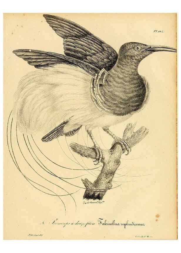 Reproducción/Reproduction 6002511710: La galerie des oiseaux Paris :Carpentier-Méricourt,1834
