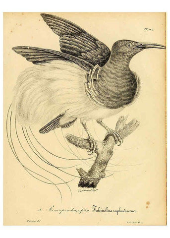 Reproducción/Reproduction 6002511710: La galerie des oiseaux Paris :Carpentier-Méricourt,1834