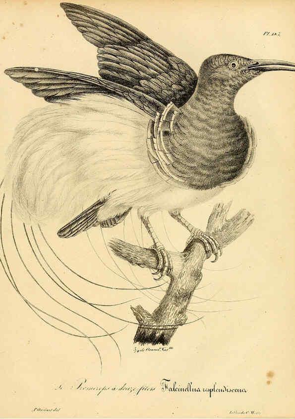 Reproducción/Reproduction 6002511710: La galerie des oiseaux Paris :Carpentier-Méricourt,1834