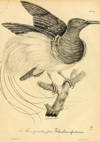 Reproducción/Reproduction 6002511710: La galerie des oiseaux Paris :Carpentier-Méricourt,1834