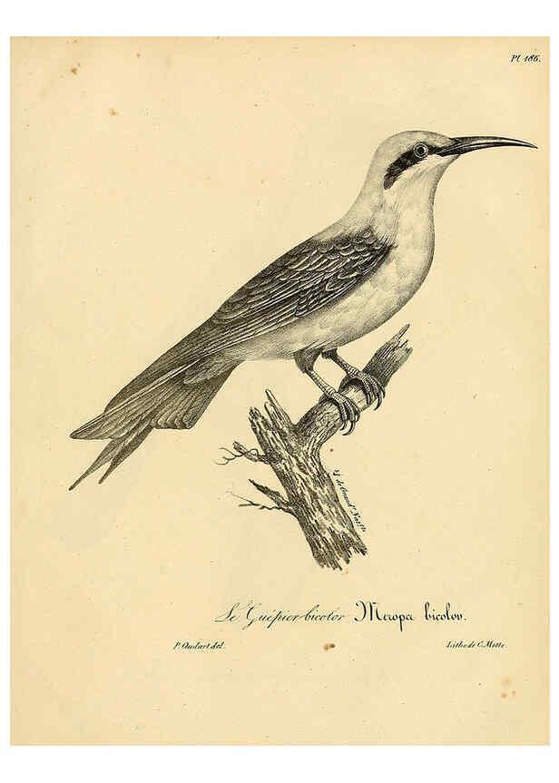 Reproducción/Reproduction 6001964439: La galerie des oiseaux Paris :Carpentier-Méricourt,1834