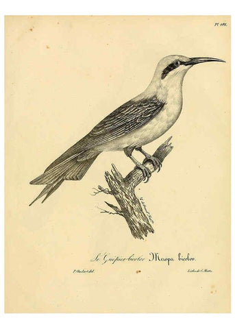 Reproducción/Reproduction 6001964439: La galerie des oiseaux Paris :Carpentier-Méricourt,1834