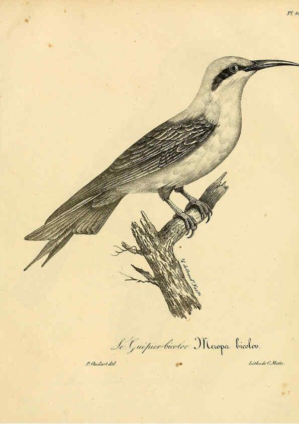 Reproducción/Reproduction 6001964439: La galerie des oiseaux Paris :Carpentier-Méricourt,1834