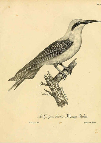 Reproducción/Reproduction 6001964439: La galerie des oiseaux Paris :Carpentier-Méricourt,1834