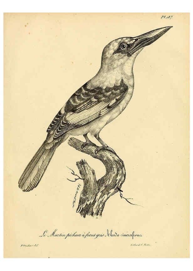 Reproducción/Reproduction 6001964835: La galerie des oiseaux Paris :Carpentier-Méricourt,1834