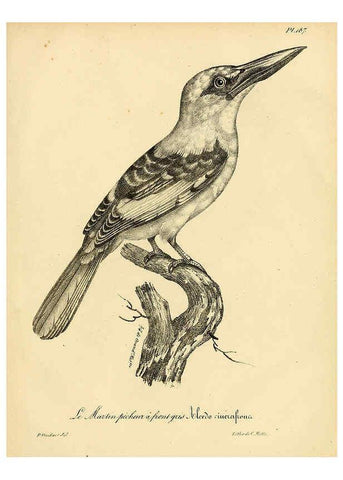 Reproducción/Reproduction 6001964835: La galerie des oiseaux Paris :Carpentier-Méricourt,1834