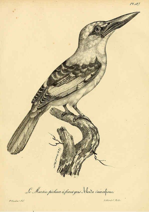 Reproducción/Reproduction 6001964835: La galerie des oiseaux Paris :Carpentier-Méricourt,1834