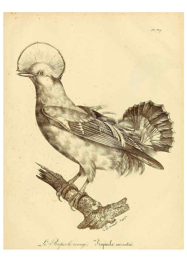 Reproducción/Reproduction 6002513214: La galerie des oiseaux Paris :Carpentier-Méricourt,1834