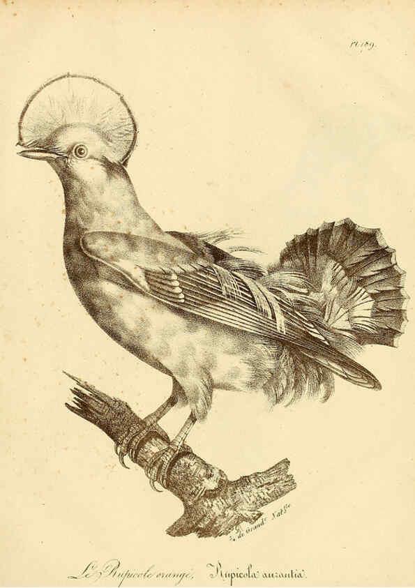 Reproducción/Reproduction 6002513214: La galerie des oiseaux Paris :Carpentier-Méricourt,1834