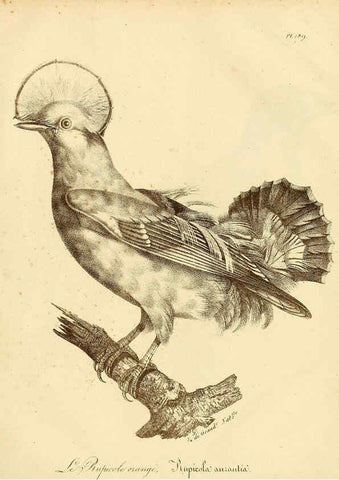 Reproducción/Reproduction 6002513214: La galerie des oiseaux Paris :Carpentier-Méricourt,1834