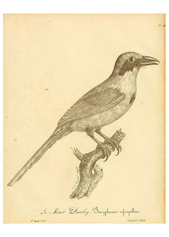 Reproducción/Reproduction 6001965961: La galerie des oiseaux Paris :Carpentier-Méricourt,1834