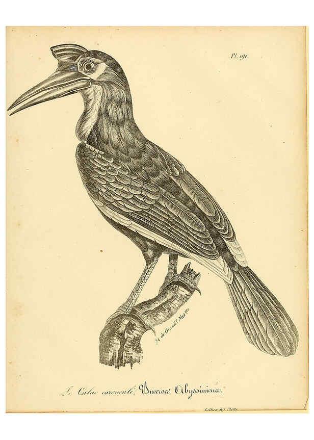 Reproducción/Reproduction 6001966287: La galerie des oiseaux Paris :Carpentier-Méricourt,1834