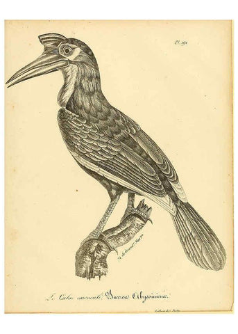 Reproducción/Reproduction 6001966287: La galerie des oiseaux Paris :Carpentier-Méricourt,1834