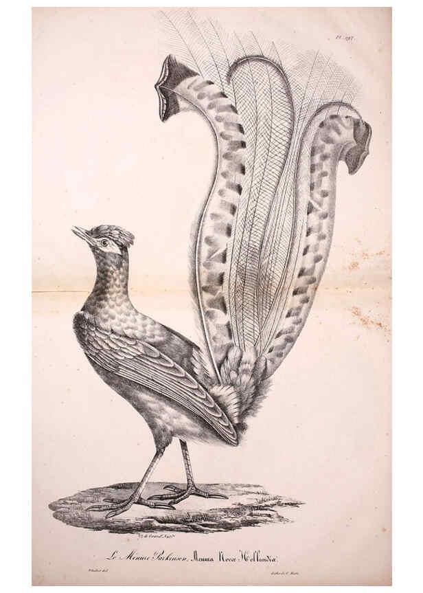 Reproducción/Reproduction 6001966543: La galerie des oiseaux Paris :Carpentier-Méricourt,1834