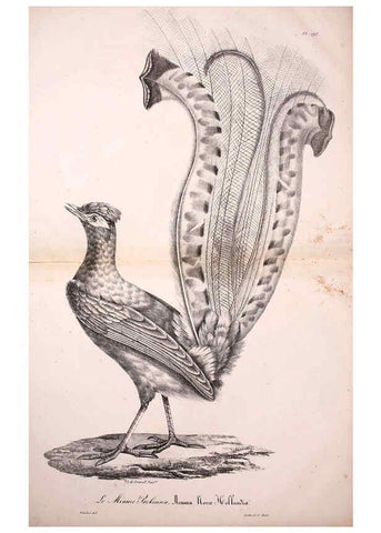 Reproducción/Reproduction 6001966543: La galerie des oiseaux Paris :Carpentier-Méricourt,1834