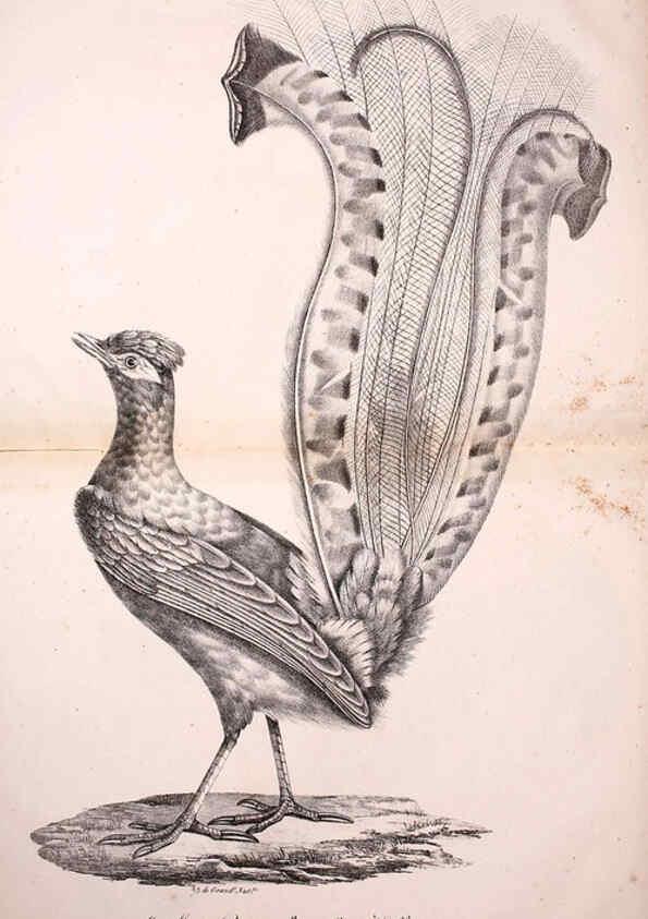 Reproducción/Reproduction 6001966543: La galerie des oiseaux Paris :Carpentier-Méricourt,1834